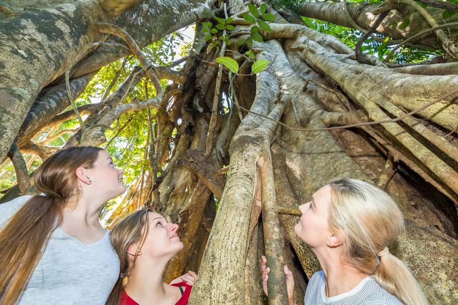 Airlie Beach: Segway Rainforest Discovery Tour - The 4-hour rhythm from Airlie Beach to Impulse Creek