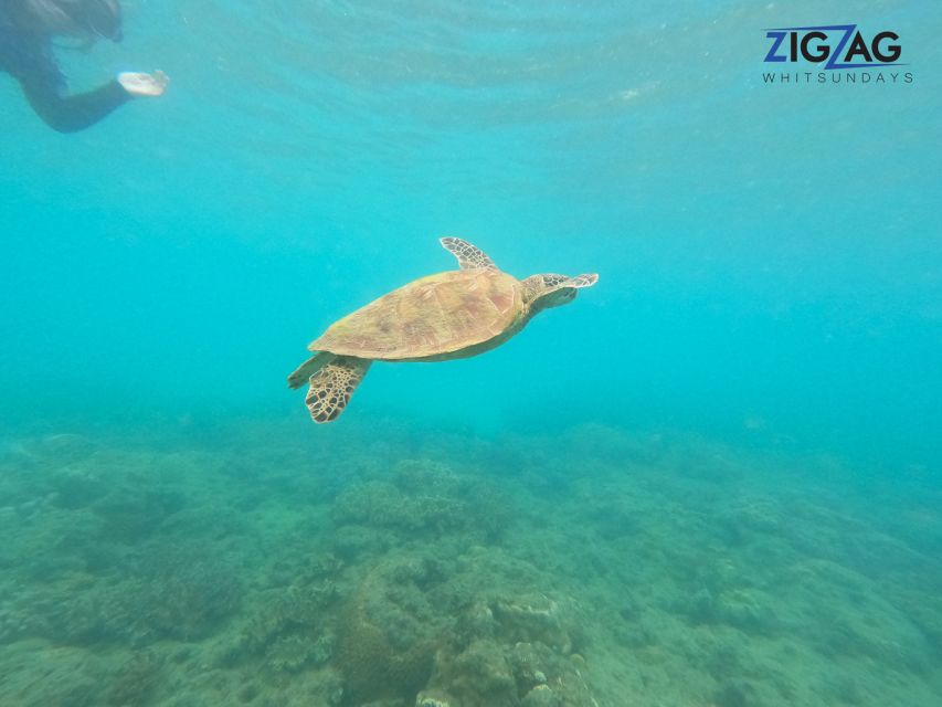 Airlie Beach: Whitehaven Beach Day Tour with Snorkel Option - Price and value, $162 for a full day that does not feel rushed