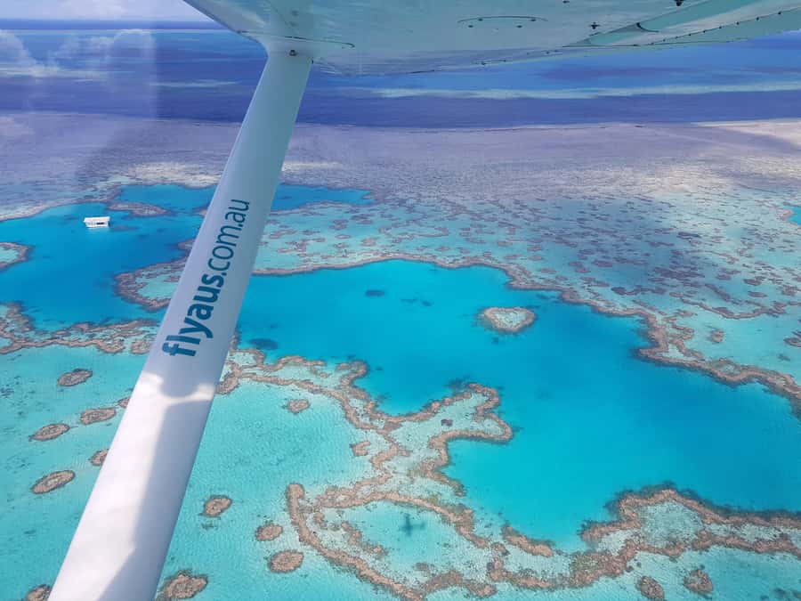 Airlie Beach: Whitsunday Islands & Heart Reef Scenic Flight - Inside the plane: panoramic windows and why the high wing matters