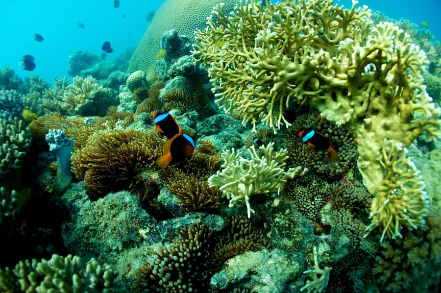 Airlie Beach: Whitsunday Islands Sailing, SUP & Snorkel Tour - Price and value: is $162 a fair deal for this day?