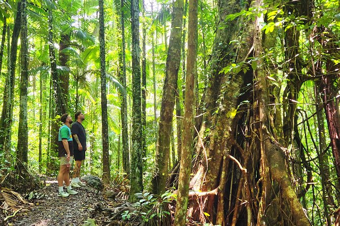 Airlie Waterfalls & Rainforest Bushwalk Eco Adventure - How the 4 Hours Actually Work, and What to Expect