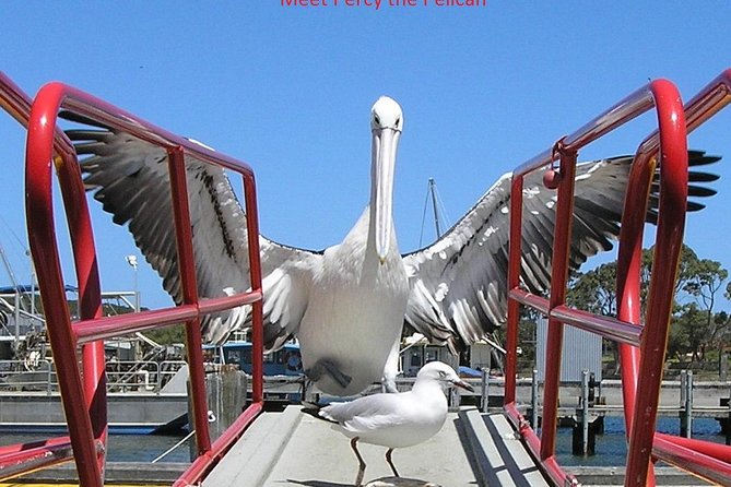 Albany Wildlife and Scenic Cruise - Key Things That Make This Cruise Worth Your Time