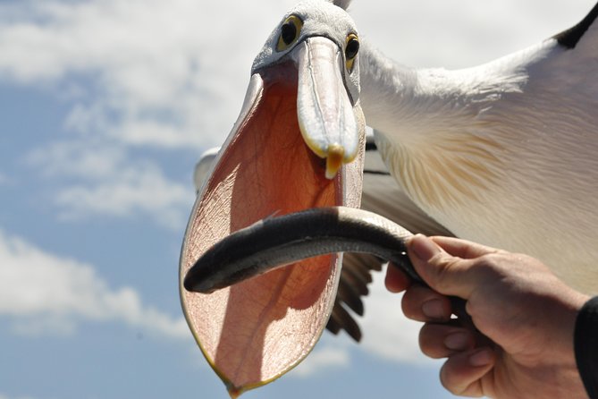 Albany Wildlife and Scenic Cruise - Albany’s Wild Side: What You’re Really Getting in 4 Hours