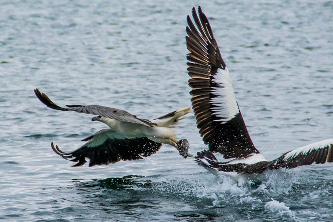 Albany Wildlife and Scenic Cruise - Captain Jack’s Commentary: The Difference Between Watching and Understanding