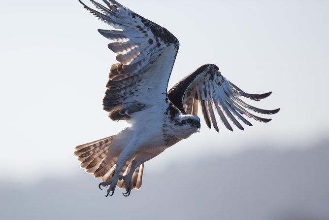 Albany Wildlife and Scenic Cruise - Price and Time: Is $89.66 Worth It?