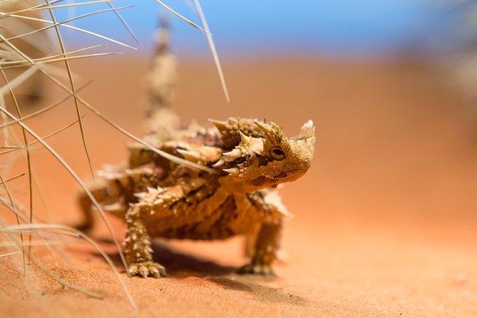 Alice Springs Desert Park General Entry Ticket - Timing for wildlife, wildflowers, and a sunset camel sighting