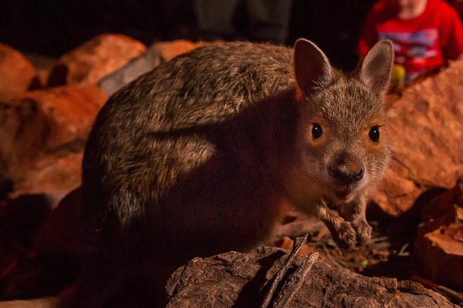 Alice Springs Desert Park Nocturnal Tour - Wildlife spotting goals: echidnas, mala, bilbies, and endangered species