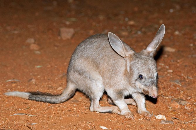 Alice Springs Desert Park Nocturnal Tour - What to wear: enclosed shoes, warmth, and night comfort