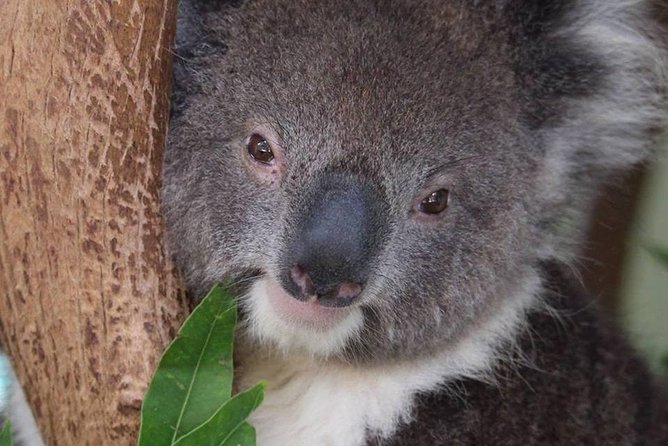 All Inclusive Blue Mountain,Scenic World,Lunch,Koalas,ferry - Featherdale or Sydney Zoo: koalas and kangaroos, with one caveat about time
