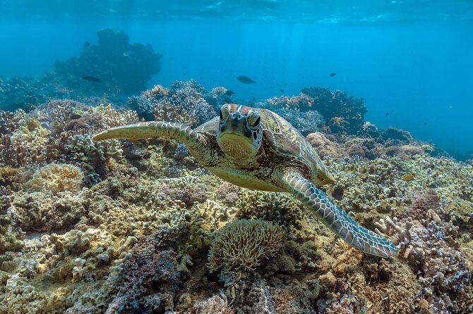 All Inclusive Day Tour to Frankland Islands Great Barrier Reef - Key Highlights You Should Know Before You Go