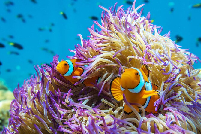 All Inclusive Day Tour to Frankland Islands Great Barrier Reef - Island Walk, Kayak, and Paddleboard Time on Normanby