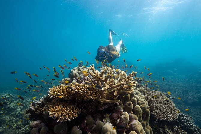 All Inclusive Day Tour to Frankland Islands Great Barrier Reef - Lunch, Tea, and a Day That Feeds You Like a Real Trip