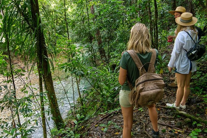 Amazing Daintree Rainforest Tour Waterfall Hike, Lunch, Swim & Crocodile Cruise - The Lunch Break: Gourmet Food in a Rainforest Setting