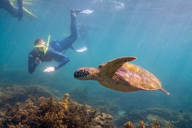 Aquascene Circumnavigation Magnetic Island Tour - Key Things That Make This Tour Worth Your Time