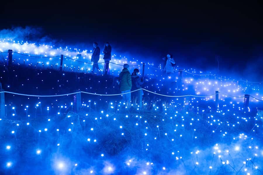 Astra Lumina Entry at Currumbin Wildlife Sanctuary - Who this night walk is best for