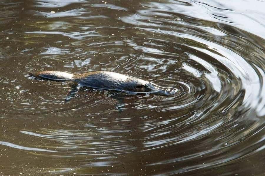 Atherton Tablelands: Lakes, Waterfalls, Rainforest Day Tour - Platypus spotting season: when your dates matter