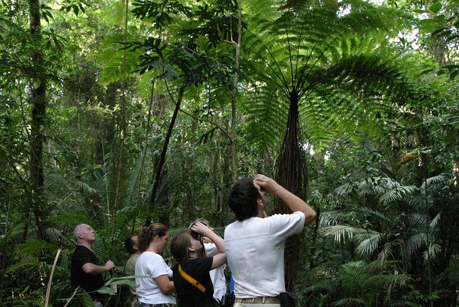 Atherton Tablelands Rain Forest by Night from Cairns - Key highlights worth knowing