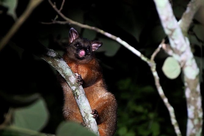 Atherton Tablelands Rain Forest by Night from Cairns - Atherton Tablelands by day: interpretive rainforest walking trails