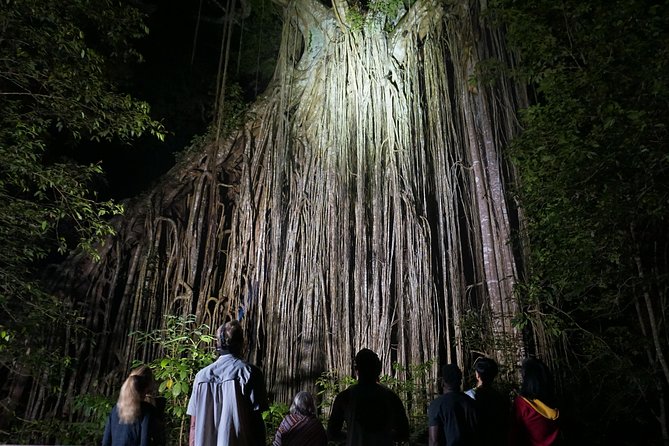 Atherton Tablelands Rain Forest by Night from Cairns - Curtain Fig National Park at night: spotlights, stars, and the hunt