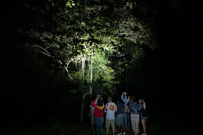 Atherton Tablelands Rain Forest by Night from Cairns - Platypus spotting at sundown: the moment people remember
