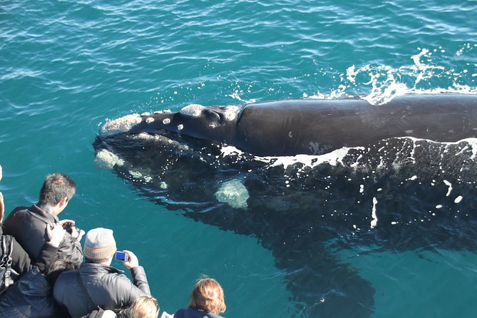 Augusta Whale Watching Eco Tour - Key takeaways before you go