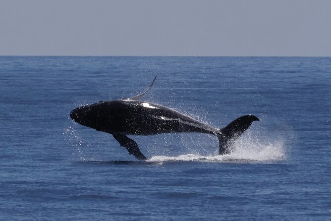 Augusta Whale Watching Eco Tour - Augusta whale watching, and why May to August is the sweet spot