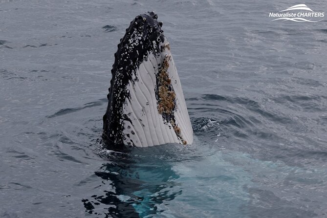 Augusta Whale Watching Eco Tour - Tea, comfort, and what inclusion looks like on a 2.5-hour cruise