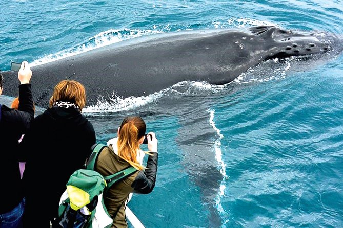 Augusta Whale Watching Eco Tour - Photo opportunities: how to be ready when whales breach