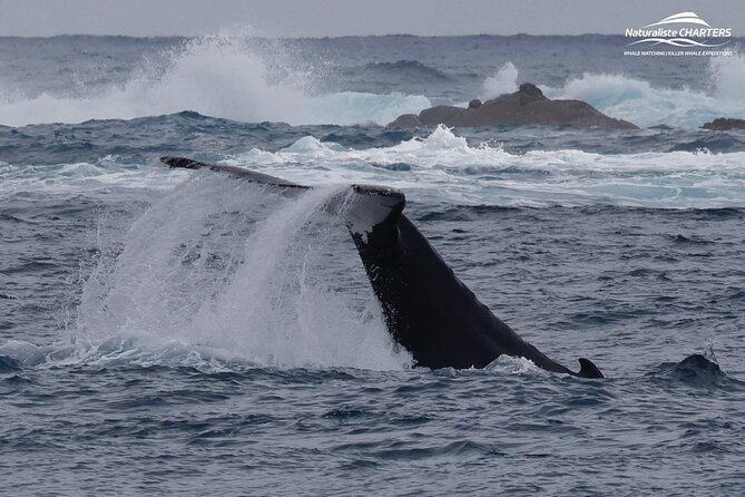 Augusta Whale Watching Eco Tour - Weather cancellations and the free return tour if whales do not show