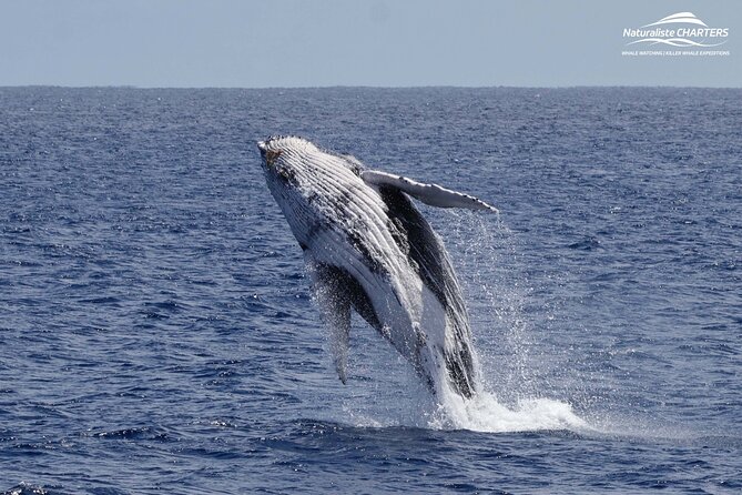 Augusta Whale Watching Eco Tour - Value at around $75.31: what you get for the money