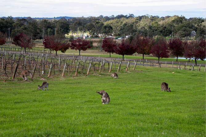 Award-Winning Hunter Valley Wine & Cheese Tour from Sydney - Cheese Factory tasting: the secret weapon pairing for non-wine people too