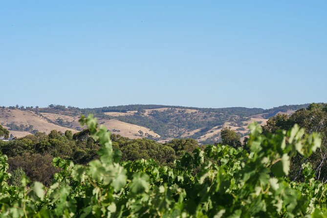 Barossa Bespoke Tours-A private, wine tour to the Barossa Valley - Adelaide to the Barossa, minus the hassle