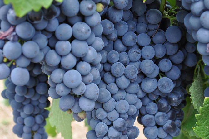 Barossa Valley Cellar Door Small Group Tour - Stop 4 plus lunch at Lambert Estate: where the day turns comfortable