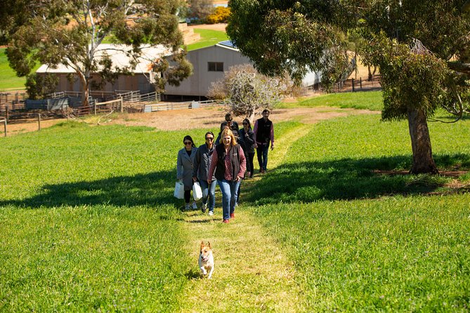 Barossa Wine Tasting shared tours - What the Day Feels Like on the Ground