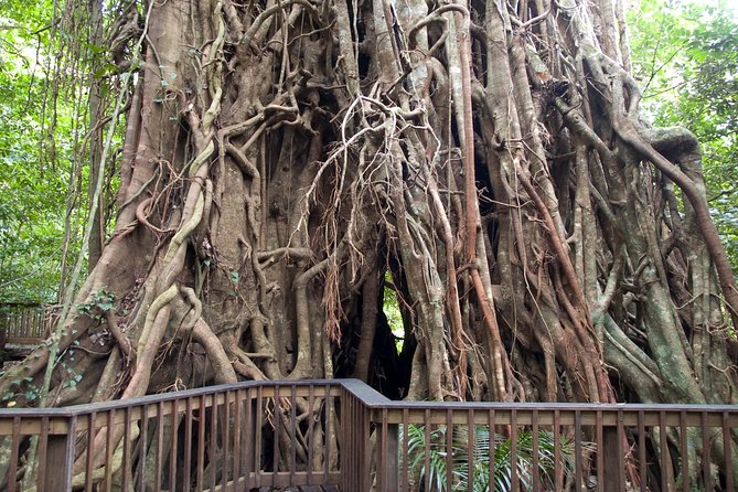 Barron Gorge and Kuranda National Park Half Day Rainforest and Waterfall 4WD Tour from Cairns - Key highlights worth planning around