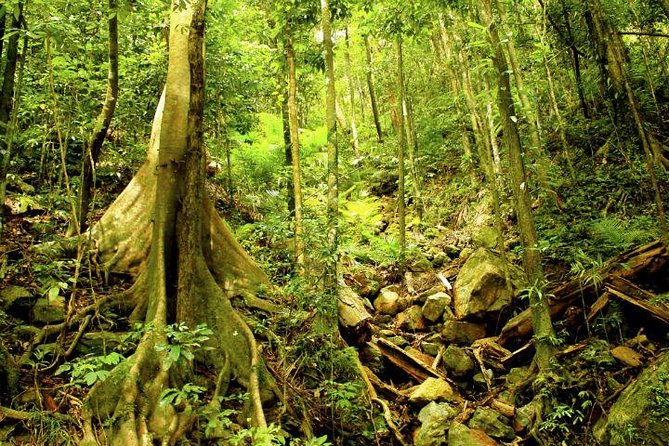 Barron Gorge and Kuranda National Park Half Day Rainforest and Waterfall 4WD Tour from Cairns - Henry Ross Lookout: a short stop that helps tie the day together