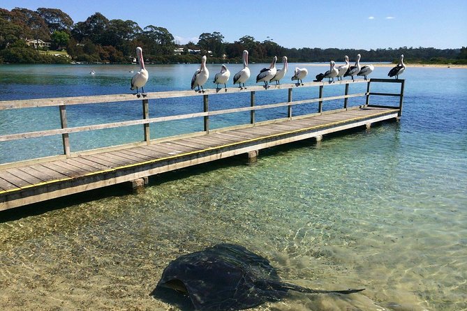 Batemans Bay Oyster Tasting Kayak Tour - Morning vs afternoon departures, and the weather reality