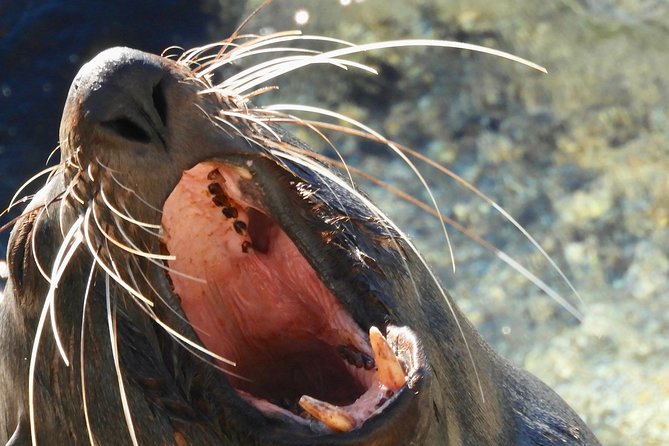 Batemans Bay Oyster Tasting Kayak Tour - Who should book this oyster tasting kayak tour