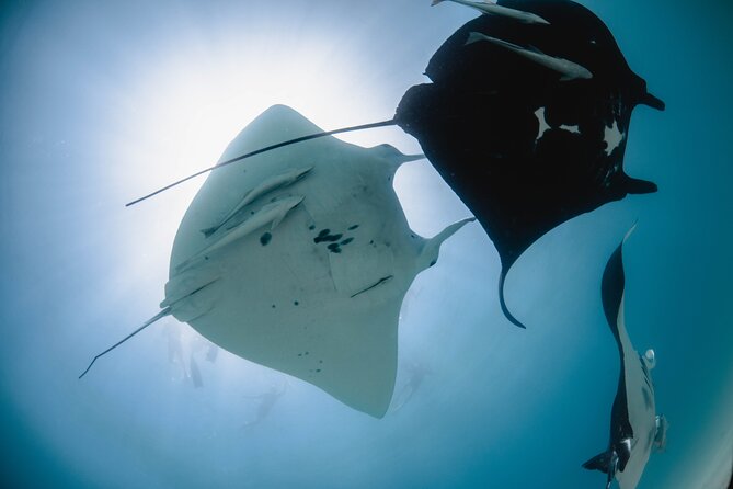 Best of Ningaloo Mantas and More - Ningaloo Reef from Coral Bay, built for manta lovers