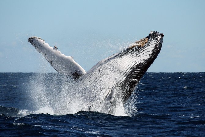 Best of Ningaloo Mantas and More - Food and comfort: a full day that actually feeds you