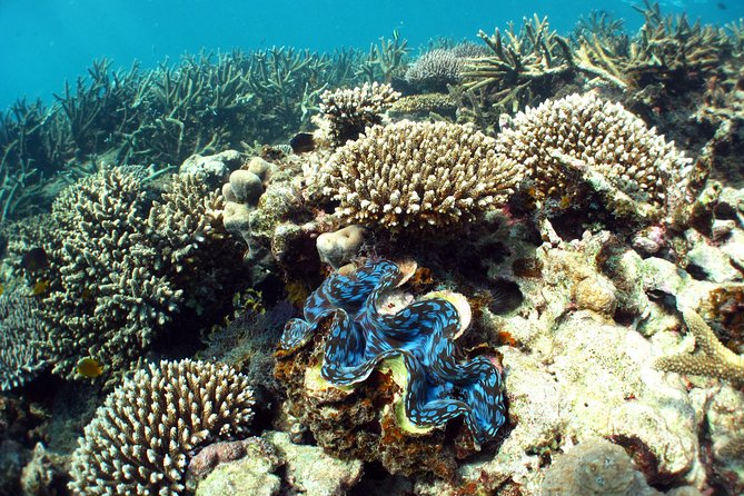 Best of Ningaloo Mantas and More - Who should book this Ningaloo mantas and more tour