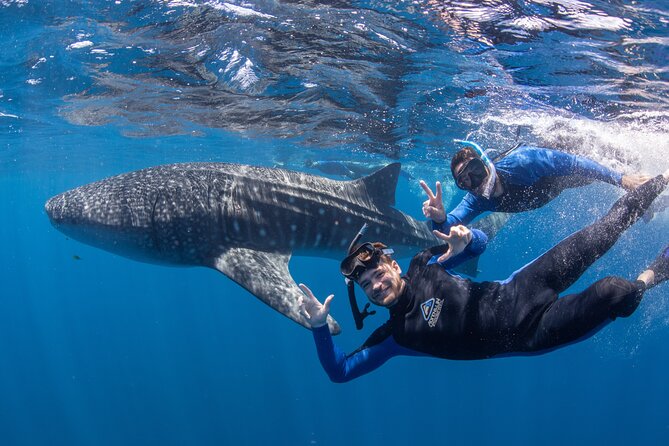 Best of Ningaloo Mantas and More - Should you book this tour?