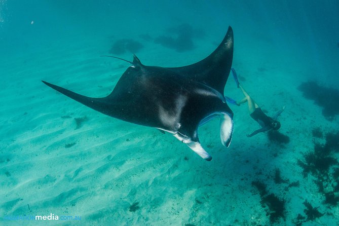 Best of Ningaloo Mantas and More - Getting ready: wetsuits, gear, and the kind of effort involved