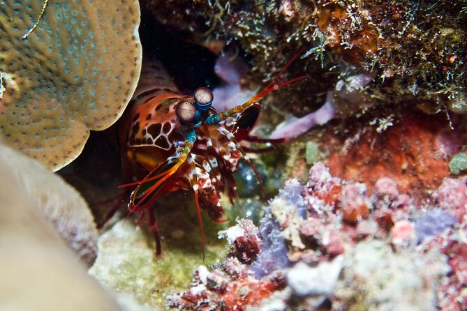 Blue Dive Private Guided Scuba Dive Cairns - What You’ll See Underwater, and How the Guide Keeps You Confident