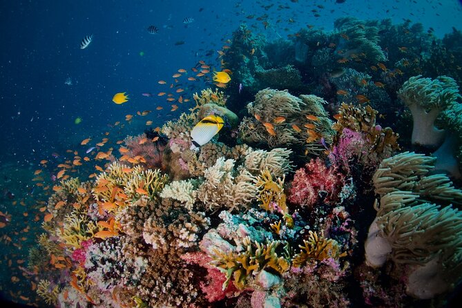 Blue Dive Private Guided Scuba Dive Cairns - Lunch, Tea Breaks, Showers, and the Onboard “Recharge”