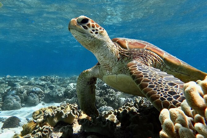 Blue Dive Private Guided Scuba Dive Cairns - Price and Value: Is $606.82 Per Person Fair?