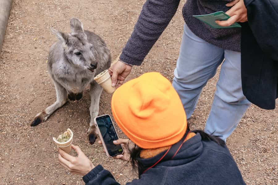 Blue Mountain: Small-Group Tour with Lunch & Scenic World - Should you book this Blue Mountains tour?
