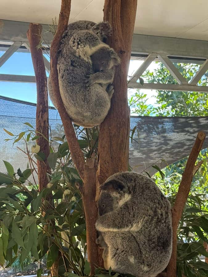 Blue Mountain: Small-Group Tour with Lunch & Scenic World - Lunch at a Blue Mountains restaurant: good food, with one small caution