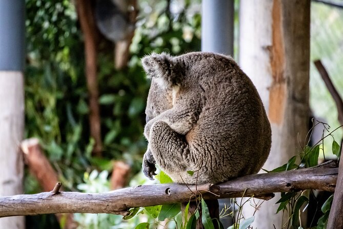 Blue Mountains Day Tour from Sydney - Key highlights worth clocking