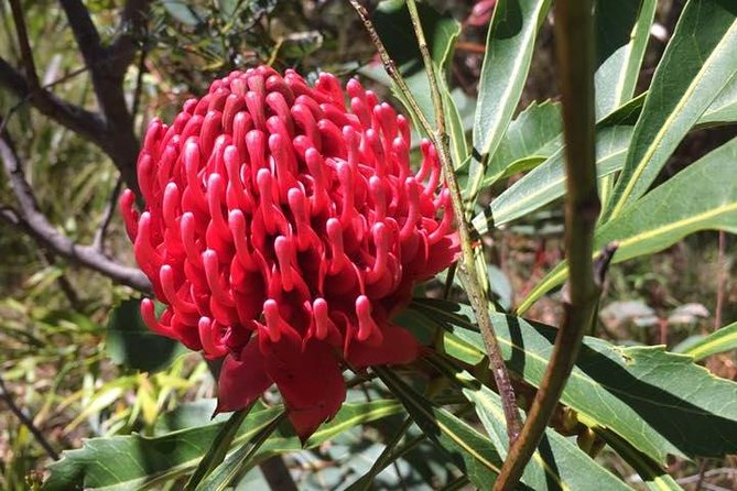 Blue Mountains Day Tour Including Parramatta River Cruise - The Included Ending: Parramatta River Ferry to Circular Quay
